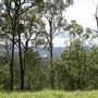 Mt Coot-tha Forest - Overview