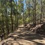 Mount Coot-tha Forest - Powerful Owl Trail