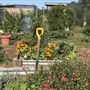 Tallavalley Farm