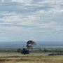 Dumbarton Cattle Station