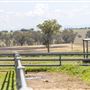 Summer Land Camel Farm