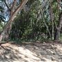 Yorkeys Knob Beach
