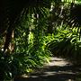 Mount Coot-tha Botanic Gardens - Australian Rainforest Track