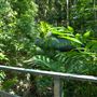 Mount Coot-tha Botanic Gardens - Australian Rainforest Track