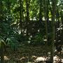 Mount Coot-tha Botanic Gardens - Australian Rainforest Track