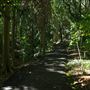 Mount Coot-tha Botanic Gardens - Australian Rainforest Track
