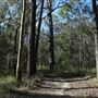Cornubia Forest