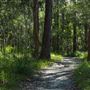 Venman Bushland