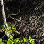 Nudgee Beach Wetlands Reserve