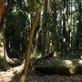 Property Mt Tamborine