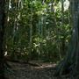 Jungle