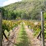 Barney Creek Vineyard Cottages