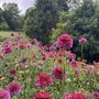 Tamborine Mountain Flower Farm