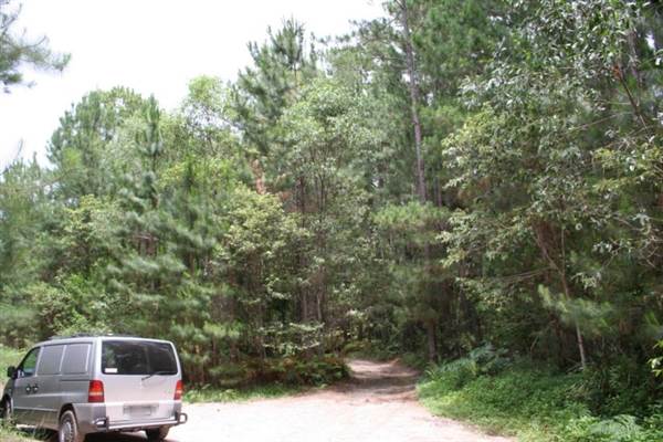 Coochin Creek - Pine Plantation / Qld State Forest (12/06/2009)