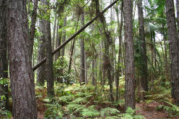 Coochin Creek - Pine Plantation / Qld State Forest (12/06/2009)