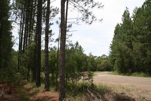 Coochin Creek - Pine Plantation / Qld State Forest (12/06/2009)