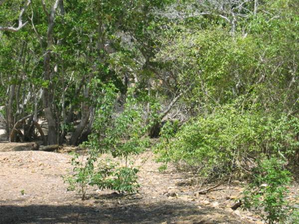 Hamilton Island - Coral Cove (18/11/2005)