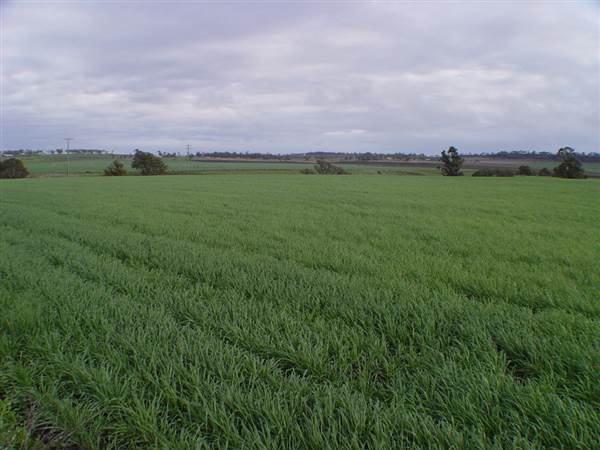 Wheat Fields (8/01/2008)