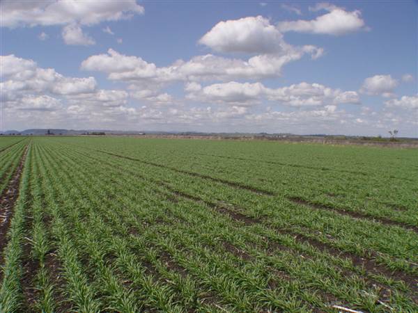Wheat Fields (8/01/2008)