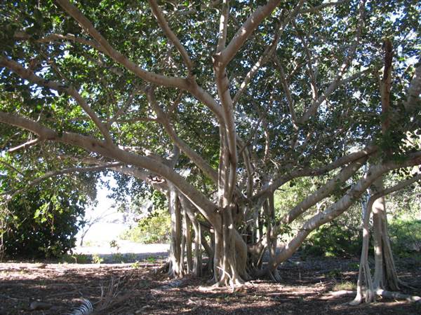 Radical Bay (Magnetic Island) (12/10/2007)