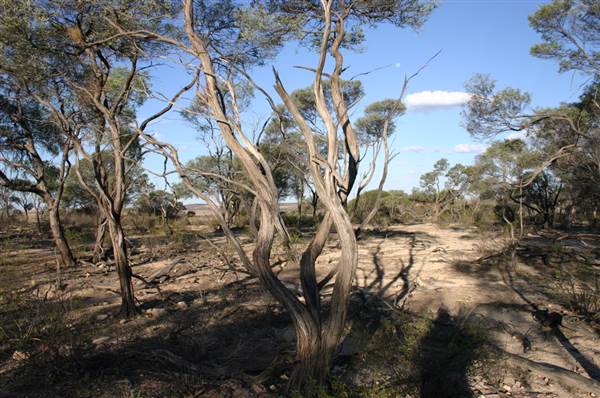 Rangelands Station (14/10/2005)