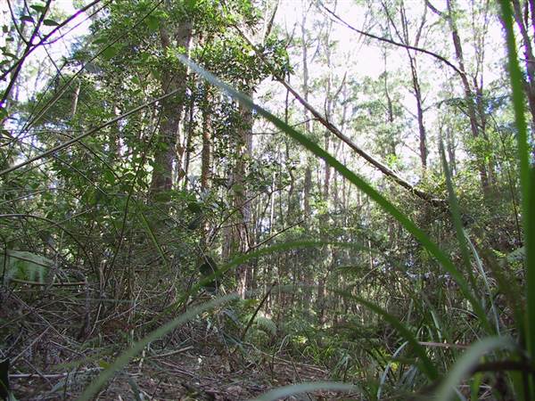 Springbrook National Park (26/09/2007)