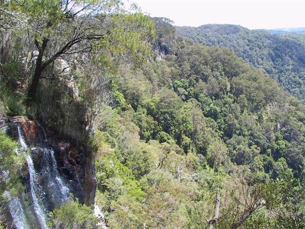 Springbrook National Park (26/09/2007)
