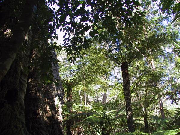 Springbrook National Park (26/09/2007)