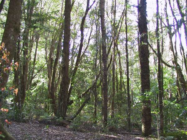 Springbrook National Park (26/09/2007)