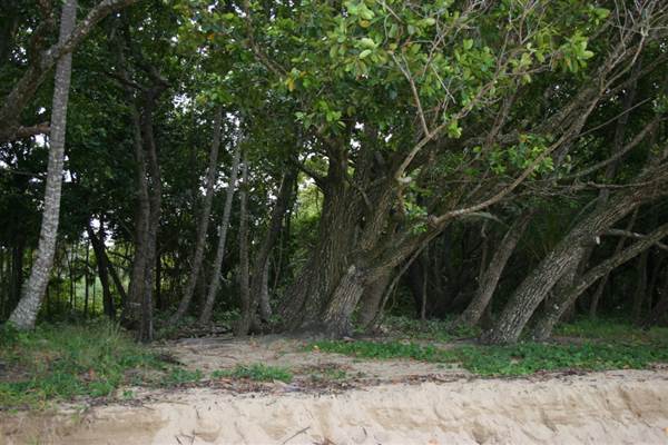 Wonga Beach (22/03/2007)