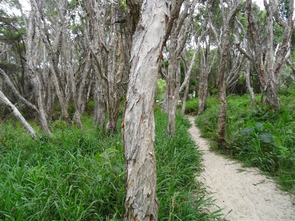 Minjeeribah (North Stradbroke Island) - Home Beach (1/02/2014 - Credits: Angus Ledgerwood)
