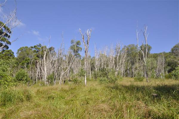 Bonogin Backlot - Dead Tree Paddock (31/03/2015 - Credits: Angus Ledgerwood)