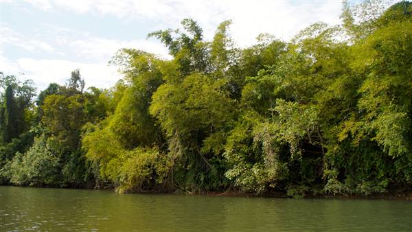 Mulgrave River (Cairns Region) (25/06/2015)