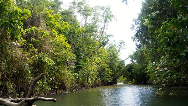 Mulgrave River (Cairns Region) (25/06/2015)