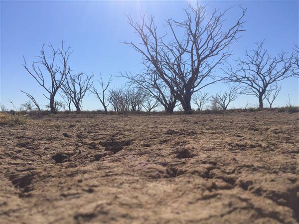 Dead Tree Patch (22/07/2015 - Credits: Neil McGregor)