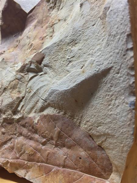 Lark Quarry Dinosaur Trackways (24/07/2015 - Credits: Neil McGregor)