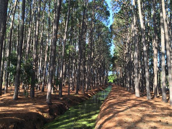 Pine Forest, Riverside Skate Park & Open Sports Fields - Pizzey Park