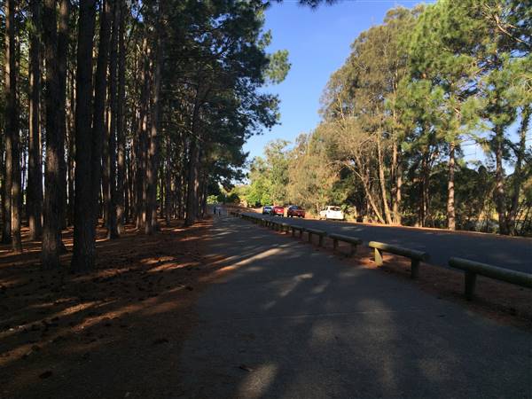 Pine Forest, Riverside Skate Park & Open Sports Fields - Pizzey Park