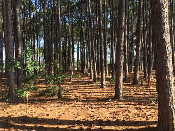 Pine Forest, Riverside Skate Park & Open Sports Fields - Pizzey Park