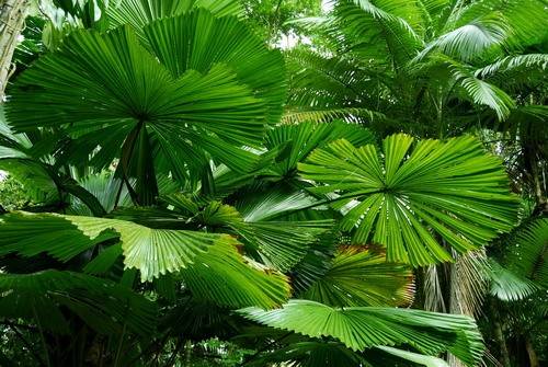 Daintree Fan Palm Forest (16/11/2015)