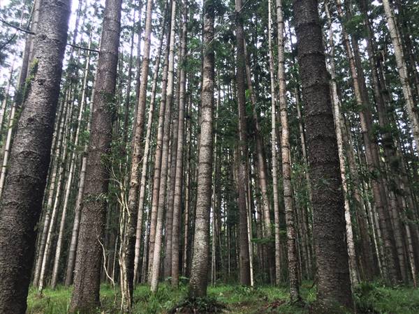 Bonogin Backlot & Pine Forest (11/03/2016 - Credits: Neil McGregor)