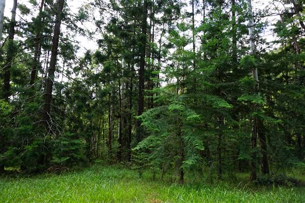 Hillside Hoop Pine Forest (14/04/2016 - Credits: Neil McGregor)