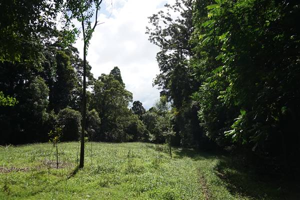 Hinterland Jungle Backlot (10/02/2017 - Credits: Neil McGregor)