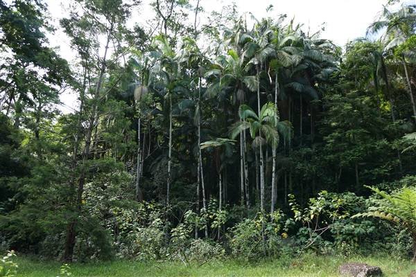 Hinterland Jungle Backlot (10/02/2017 - Credits: Neil McGregor)