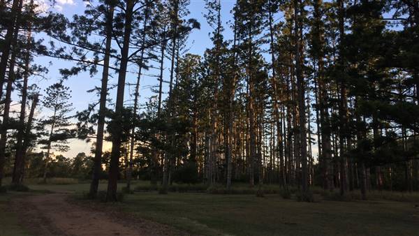 The Secret Forest - Oxley Creek Common