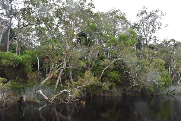 Harrys Hut Area (Noosa Everglades) (13/07/2017 - Credits: Kathryn Metcalfe)