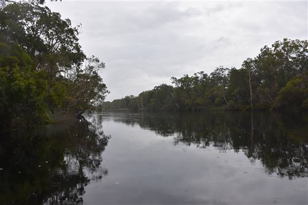 Harrys Hut Area (Noosa Everglades) (7/07/2017 - Credits: Kathryn Metcalfe)