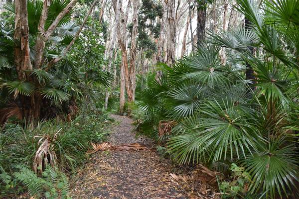 Fig Tree Point (Noosa Everglades) (13/07/2017 - Credits: Kathryn Metcalfe)