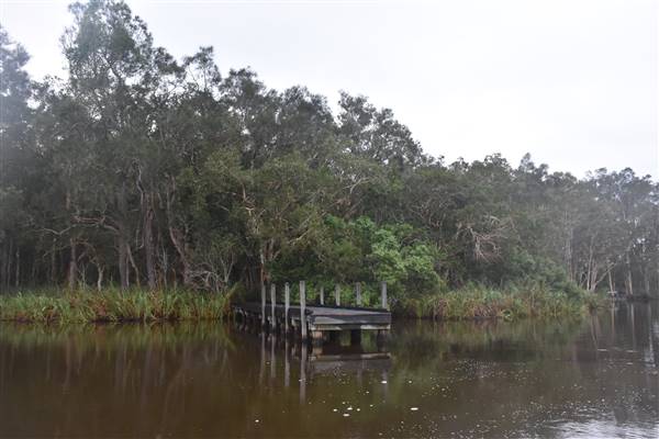 Fig Tree Point (Noosa Everglades) (13/07/2017 - Credits: Kathryn Metcalfe)