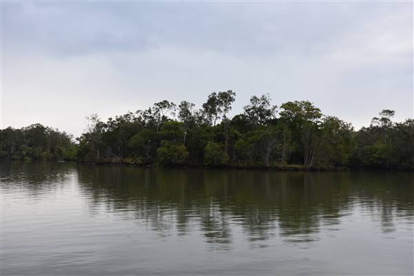 Johns Landing (Noosa Everglades) (13/07/2017 - Credits: Kathryn Metcalfe)